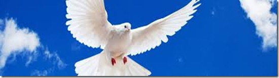 peacedove2